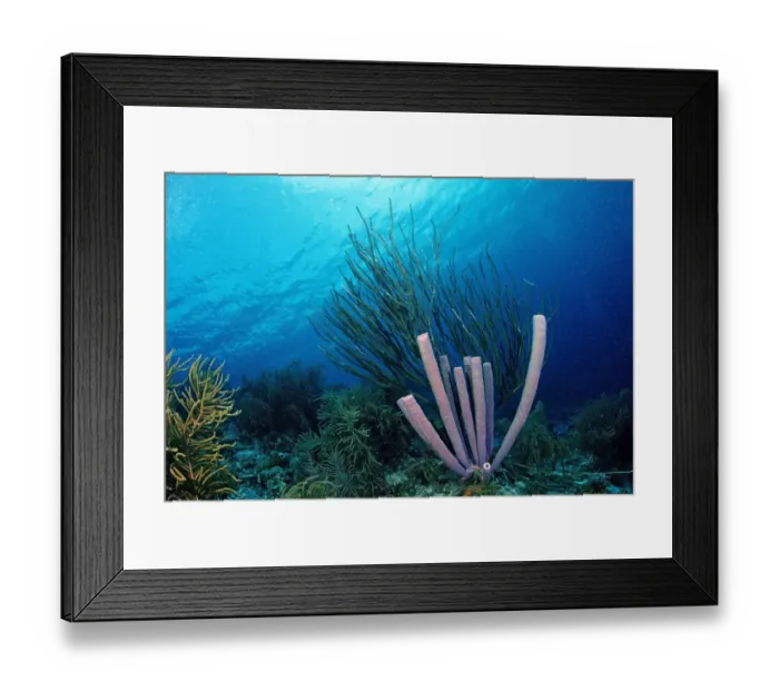 Framed Print : Caribbean coral reef, Cuba, Caribbean Sea Framed Print : Caribbean coral reef, Cuba, Caribbean Sea