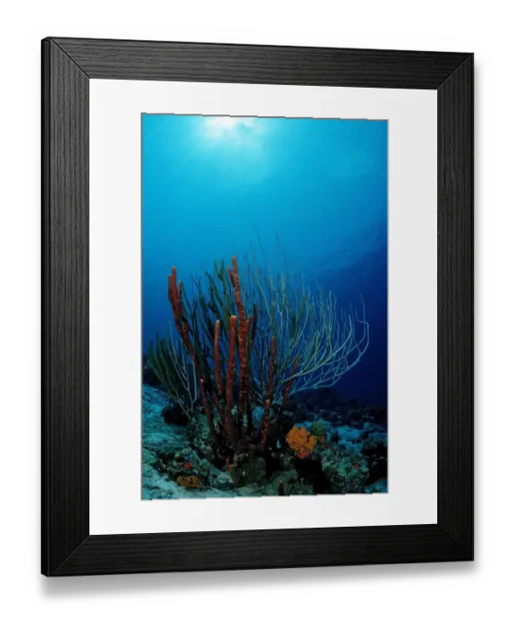 Framed Print : Caribbean coral reef, Cuba, Caribbean Sea Framed Print : Caribbean coral reef, Cuba, Caribbean Sea
