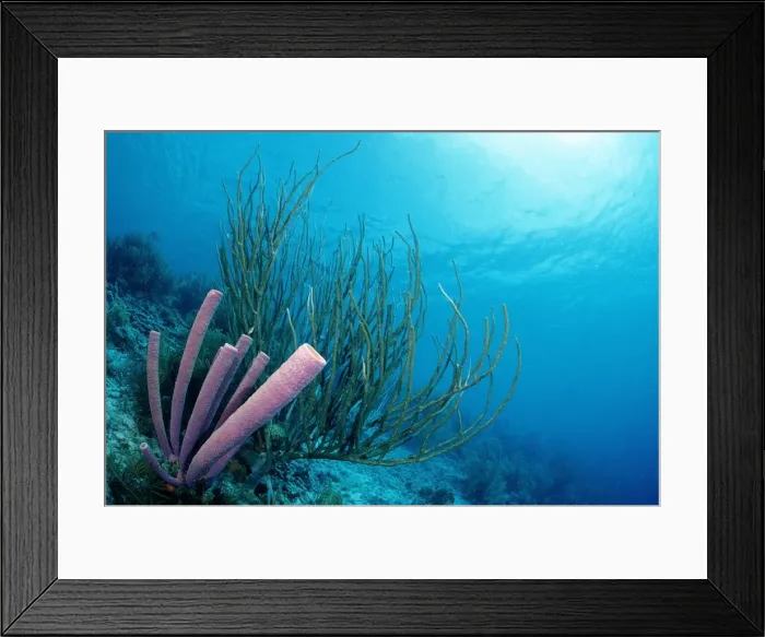 Framed Print : Caribbean coral reef, Cuba, Caribbean Sea Framed Print : Caribbean coral reef, Cuba, Caribbean Sea