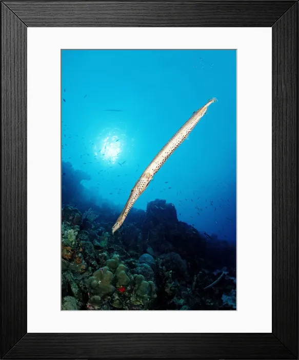 Framed Print : Trumpetfish (Aulostomus maculatus), Caribbean Sea, British Virgin Islands, Caribbean Framed Print : Trumpetfish (Aulostomus maculatus), Caribbean Sea, British Virgin Islands, Caribbean