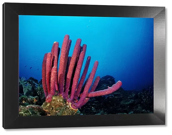 Red tube sponge, Caribbean Sea, British Virgin Islands, Caribbean