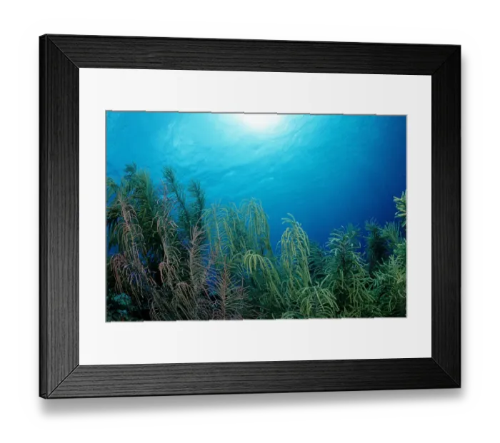 Framed Print : Coral reef, Caribbean Sea, Bonaire, Caribbean Framed Print : Coral reef, Caribbean Sea, Bonaire, Caribbean