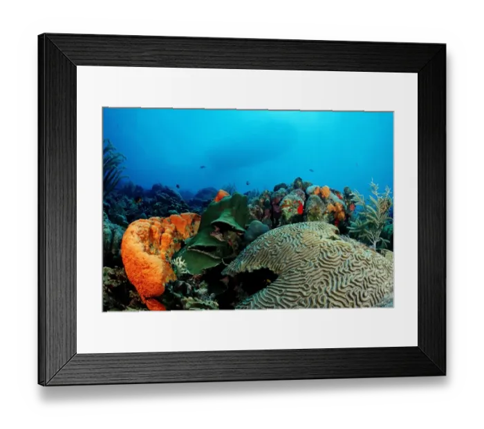 Framed Print : Caribbean coral reef, Caribbean Sea, Belize, Caribbean Framed Print : Caribbean coral reef, Caribbean Sea, Belize, Caribbean