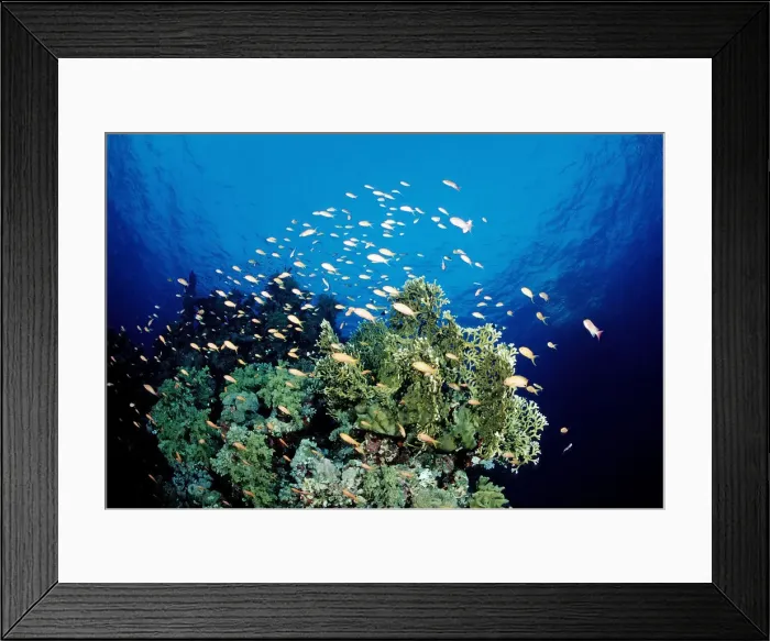Framed Print : Fire corals (Millepora) with anthias (Anthiinae), Red Sea, Sudan