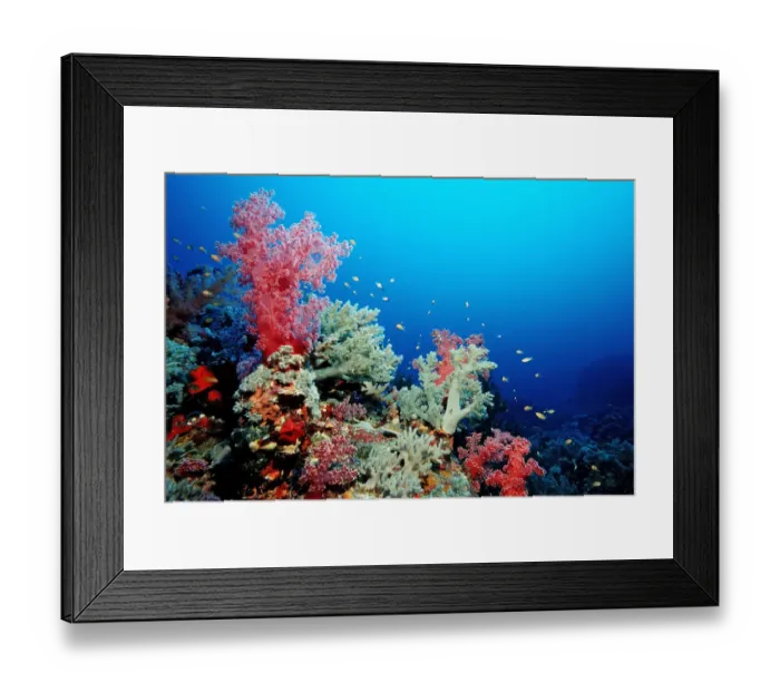 Framed Print : Coral reef with soft corals, Red Sea, Sudan Framed Print : Coral reef with soft corals, Red Sea, Sudan