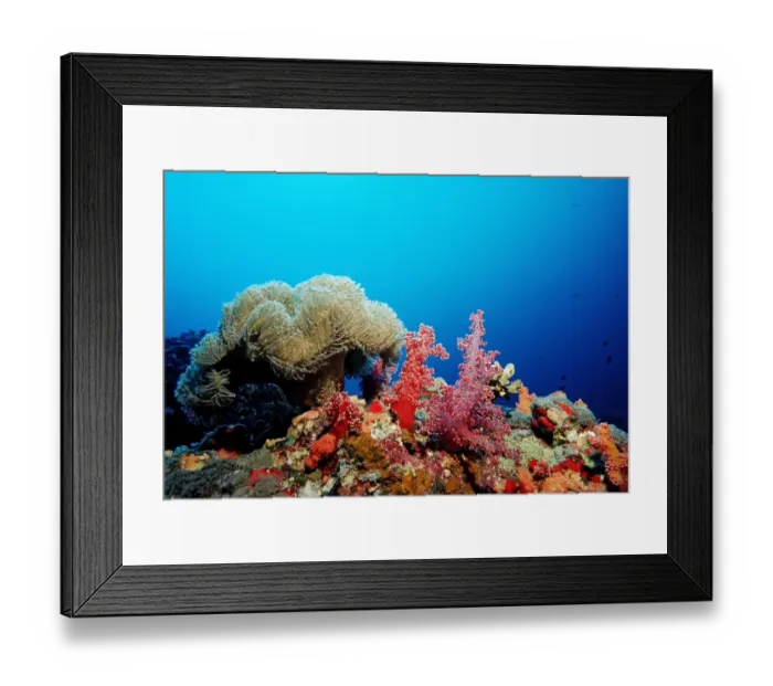 Framed Print : Coral reef with soft corals, Red Sea, Sudan Framed Print : Coral reef with soft corals, Red Sea, Sudan