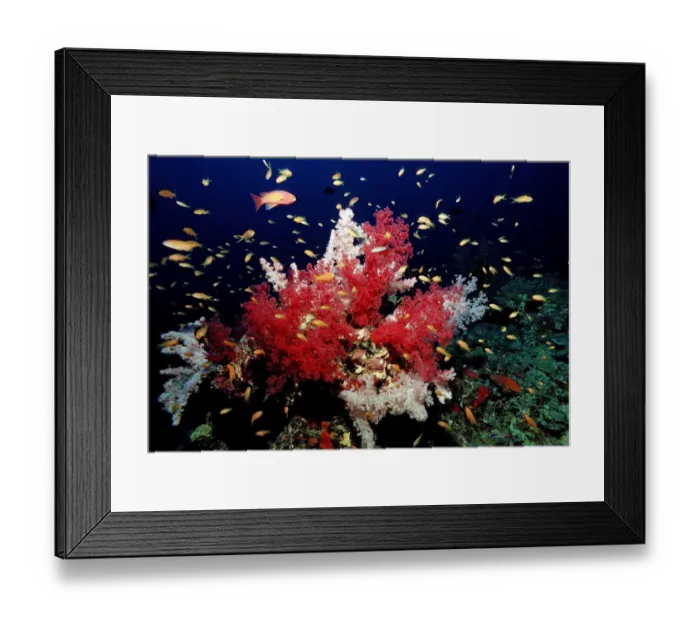 Framed Print : Coral reef with soft corals, Red Sea, Sudan