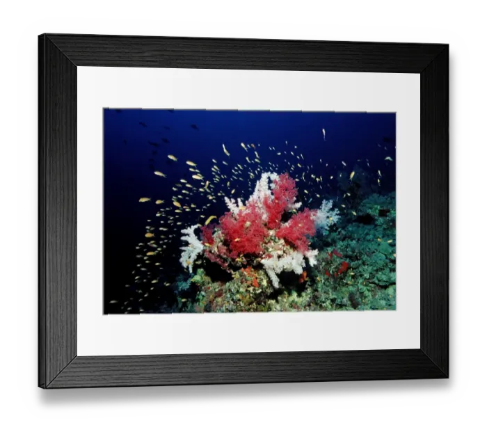 Framed Print : Coral reef with soft corals, Red Sea, Sudan Framed Print : Coral reef with soft corals, Red Sea, Sudan