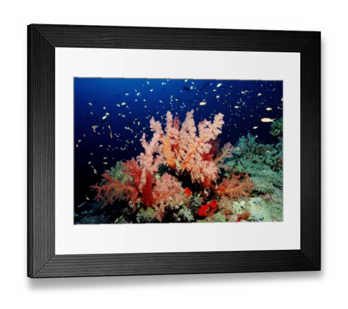 Framed Print : Coral reef with soft corals, Red Sea, Sudan Framed Print : Coral reef with soft corals, Red Sea, Sudan