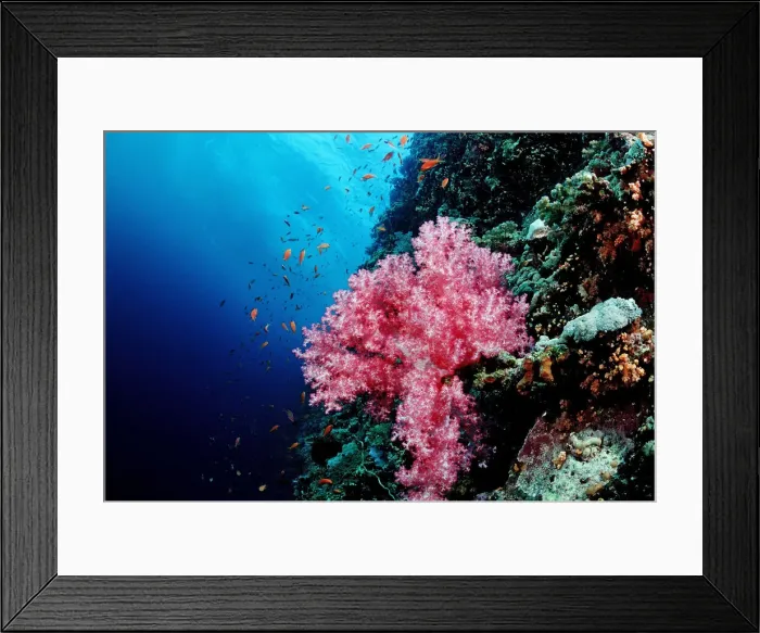 Framed Print : Coral reef with soft corals, Red Sea, Sudan Framed Print : Coral reef with soft corals, Red Sea, Sudan