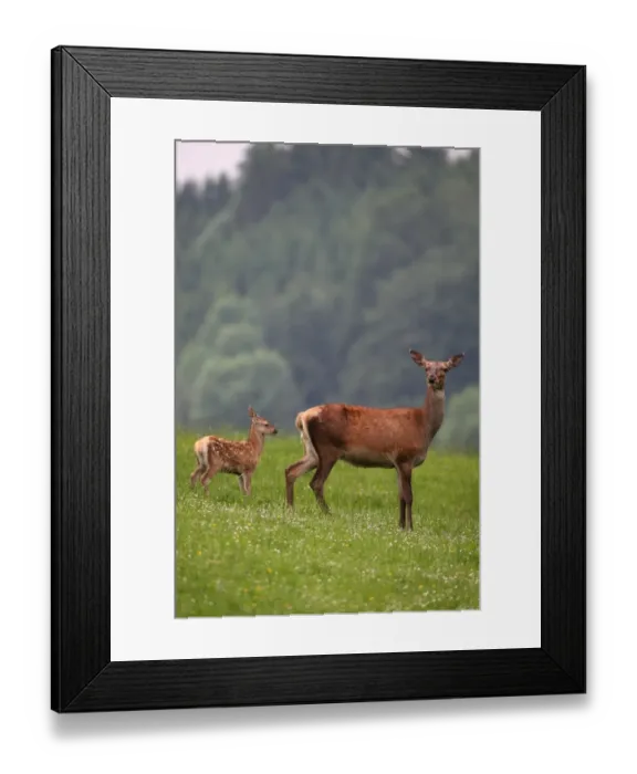 Framed Print : Red deer (Cervus elaphus) hind and calf, 10 days old, on a mountain meadow, Allgaeu, Bavaria, Germany, Europe Framed Print : Red deer (Cervus elaphus) hind and calf, 10 days old, on a mountain meadow, Allgaeu, Bavaria, Germany, Europe