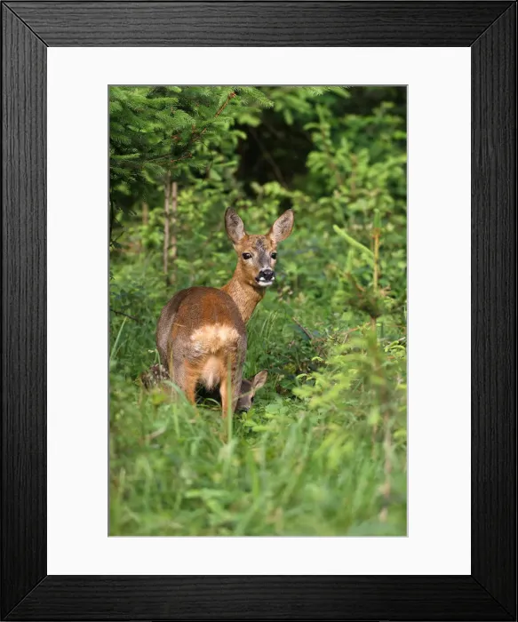 Framed Print : Roe deer (Capreolus capreolus), doe with fawn, 14 days old, in the woods, Allgaeu, Bavaria, Germany, Europe Framed Print : Roe deer (Capreolus capreolus), doe with fawn, 14 days old, in the woods, Allgaeu, Bavaria, Germany, Europe