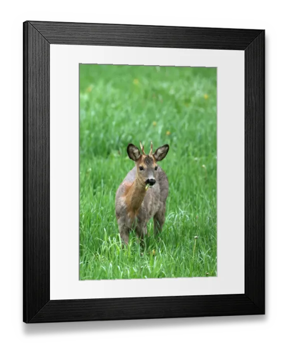 Framed Print : Roebuck (Capreolus capreolus), shedding, switching from grey winter coat to red summer coat, Allgaeu, Bavaria, Germany, Europe Framed Print : Roebuck (Capreolus capreolus), shedding, switching from grey winter coat to red summer coat, Allgaeu, Bavaria, Germany, Europe