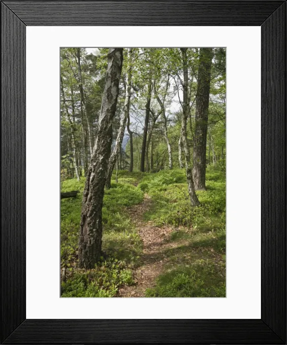 Framed Print : Forest on Mt. Teichstein, Saxon Switzerland, Elbsandsteingebirge Elbe Sandstone Mountains, Saxony, Germany, Europe Framed Print : Forest on Mt. Teichstein, Saxon Switzerland, Elbsandsteingebirge Elbe Sandstone Mountains, Saxony, Germany, Europe