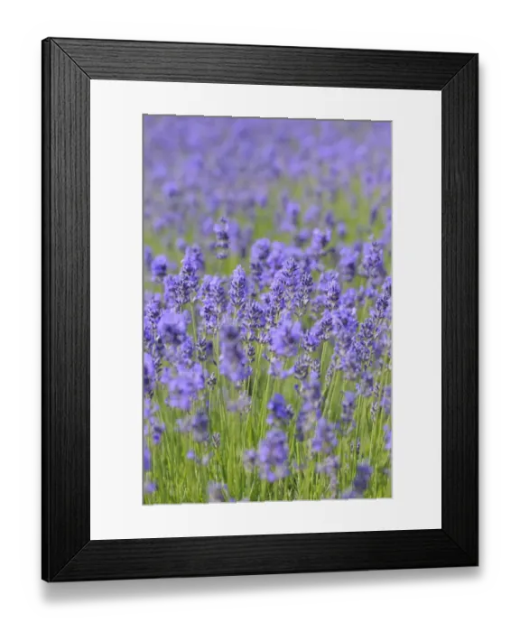 Framed Print : Lavender (Lavandula angustifolia) Framed Print : Lavender (Lavandula angustifolia)