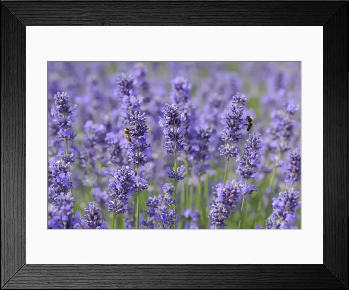 Framed Print : Lavender (Lavandula angustifolia) Framed Print : Lavender (Lavandula angustifolia)