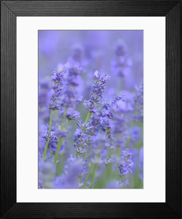 Framed Print : Lavender (Lavandula angustifolia) Framed Print : Lavender (Lavandula angustifolia)
