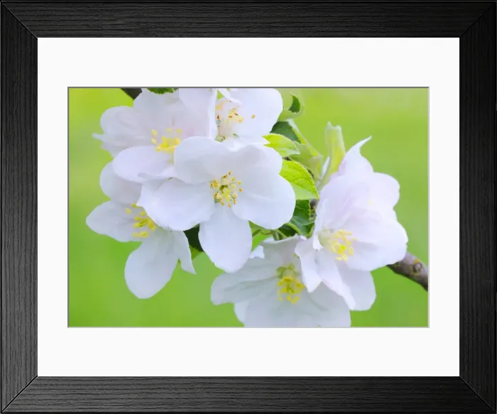 Framed Print : Apple blossoms Framed Print : Apple blossoms