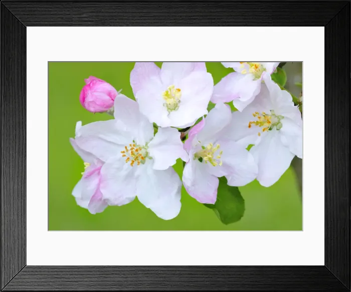 Framed Print : Apple blossoms Framed Print : Apple blossoms