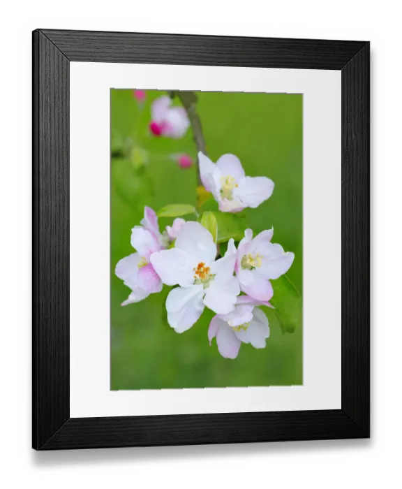 Framed Print : Apple blossoms Framed Print : Apple blossoms
