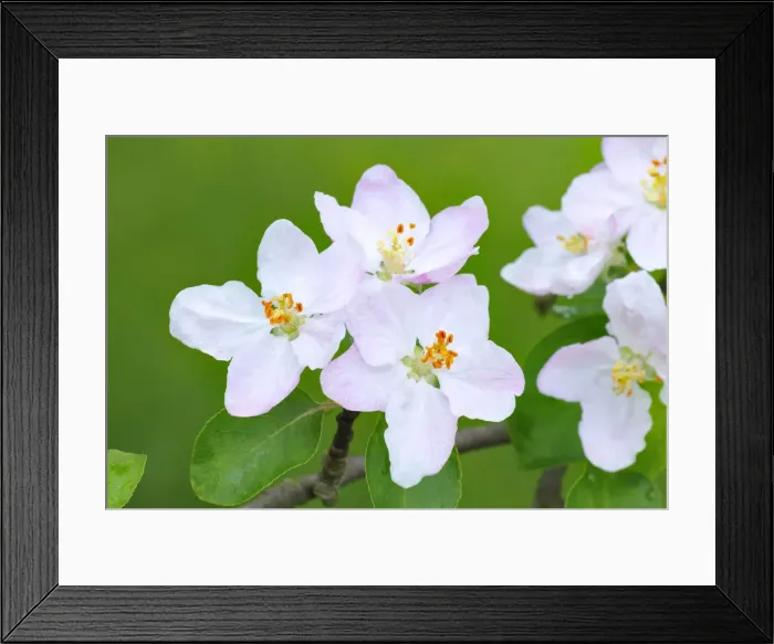 Framed Print : Apple blossoms Framed Print : Apple blossoms