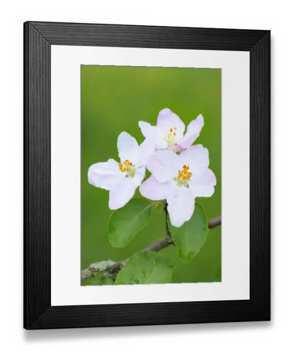 Framed Print : Apple blossoms Framed Print : Apple blossoms