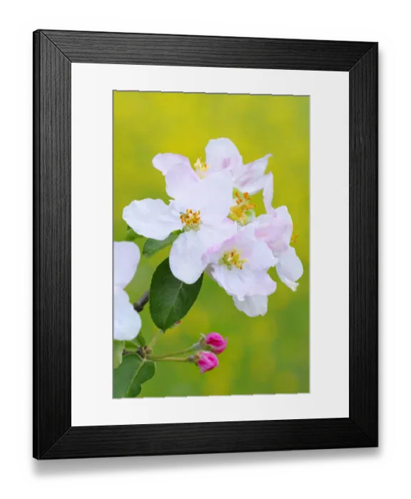 Framed Print : Apple blossoms Framed Print : Apple blossoms