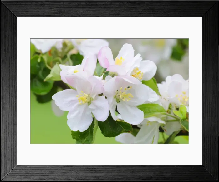 Framed Print : Apple blossoms Framed Print : Apple blossoms