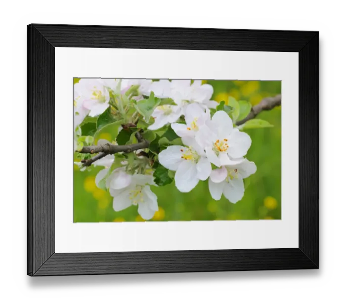 Framed Print : Apple blossoms Framed Print : Apple blossoms