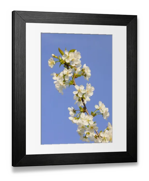 Framed Print : Blossoming cherry tree, detail view of branch Framed Print : Blossoming cherry tree, detail view of branch