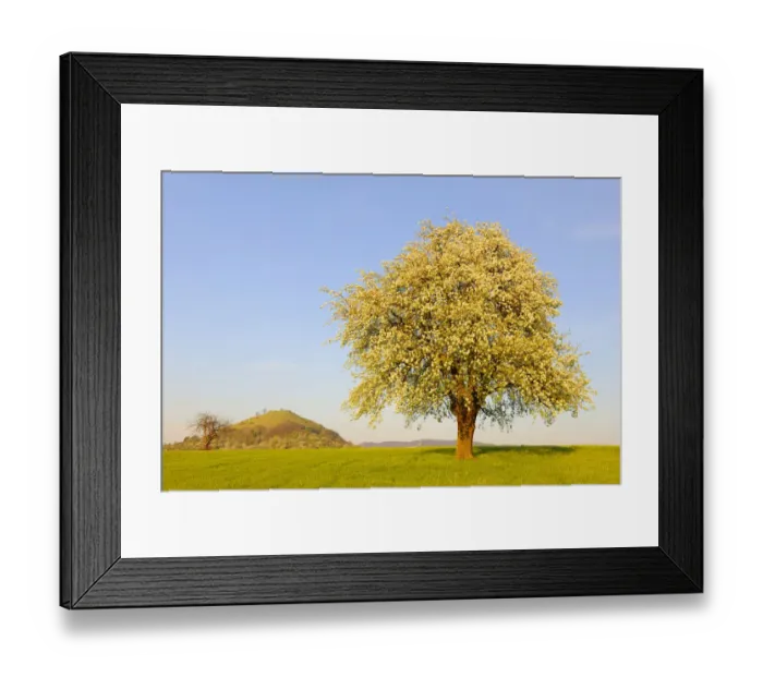 Framed Print : Blossoming pear tree near Kirchheim unter Teck and Limburg, Baden-Wuerttemberg, Germany, Europe Framed Print : Blossoming pear tree near Kirchheim unter Teck and Limburg, Baden-Wuerttemberg, Germany, Europe