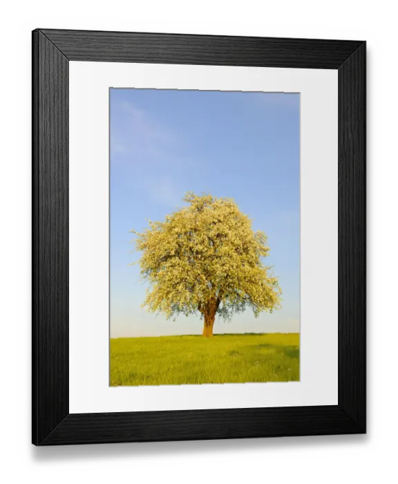 Framed Print : Blossoming pear tree
