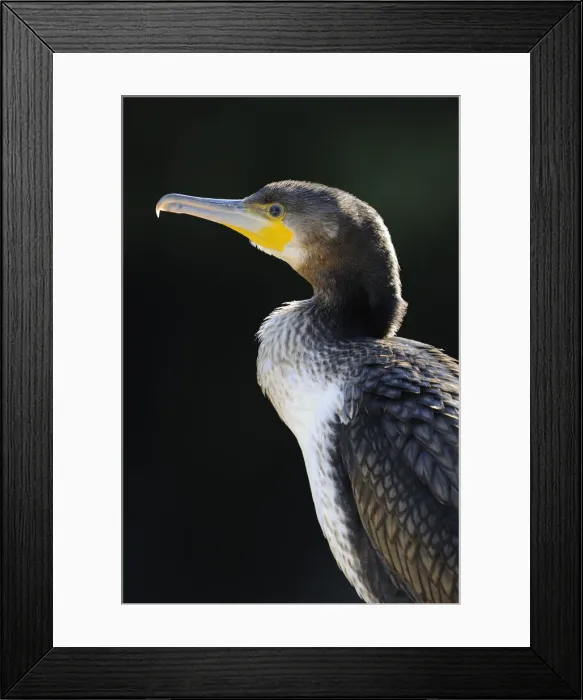Framed Print : Great Cormorant (Phalacrocorax carbo), portrait Framed Print : Great Cormorant (Phalacrocorax carbo), portrait