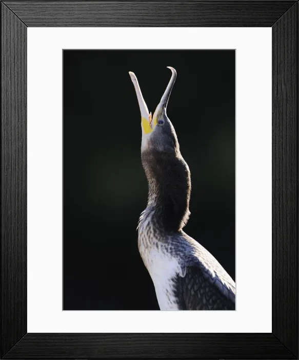 Framed Print : Great Cormorant (Phalacrocorax carbo), portrait Framed Print : Great Cormorant (Phalacrocorax carbo), portrait