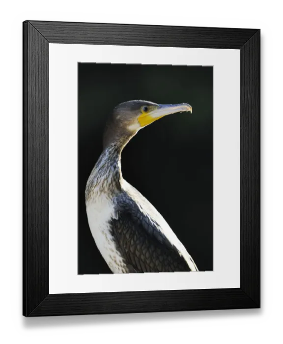 Framed Print : Great Cormorant (Phalacrocorax carbo), portrait Framed Print : Great Cormorant (Phalacrocorax carbo), portrait