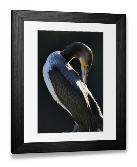 Framed Print : Great Cormorant (Phalacrocorax carbo), portrait Framed Print : Great Cormorant (Phalacrocorax carbo), portrait
