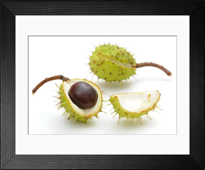 Framed Print : Horse chestnut (Aesculus hippocastanum) Framed Print : Horse chestnut (Aesculus hippocastanum)