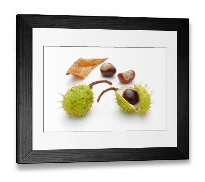 Framed Print : Horse chestnut (Aesculus hippocastanum)