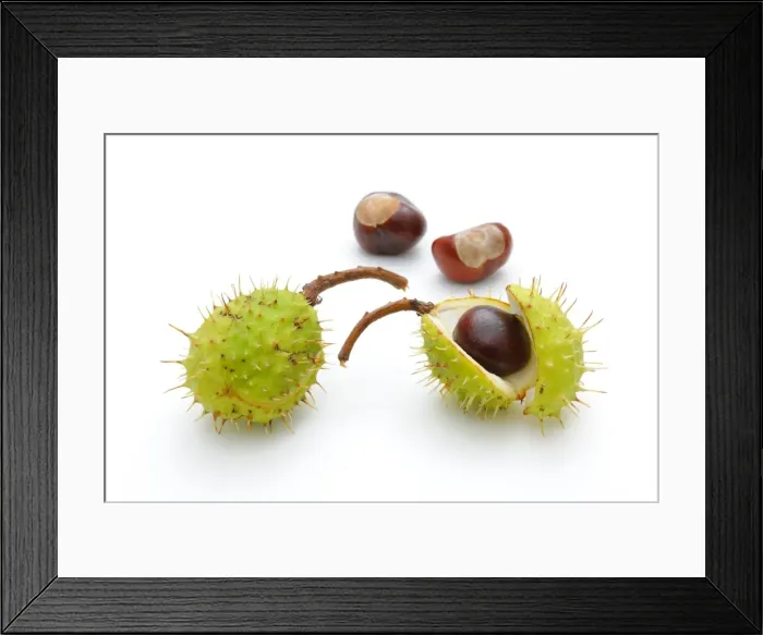 Framed Print : Horse chestnut (Aesculus hippocastanum)