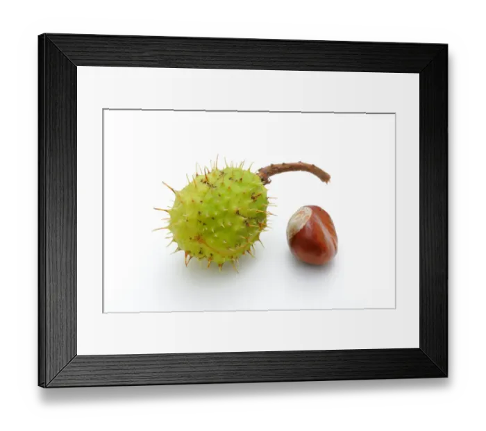 Framed Print : Horse chestnut (Aesculus hippocastanum) Framed Print : Horse chestnut (Aesculus hippocastanum)