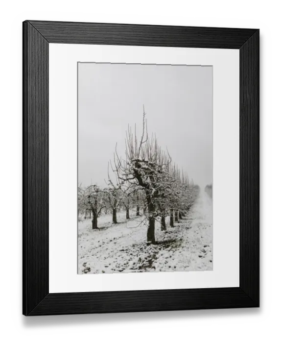 Framed Print : Pear orchard in winter, Baden-Wuerttemberg, Germany, Europe Framed Print : Pear orchard in winter, Baden-Wuerttemberg, Germany, Europe