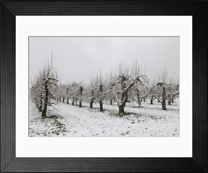 Framed Print : Pear orchard in winter, Baden-Wuerttemberg, Germany, Europe Framed Print : Pear orchard in winter, Baden-Wuerttemberg, Germany, Europe