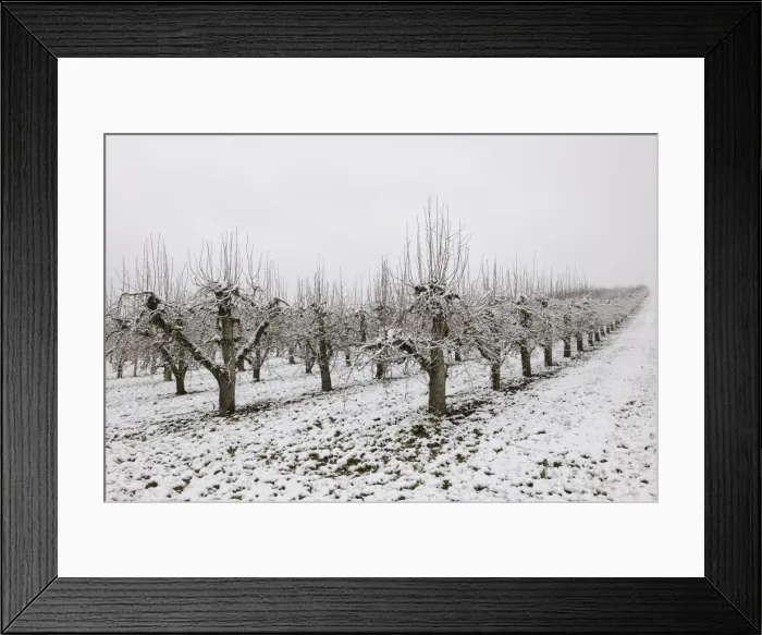 Framed Print : Pear orchard in winter, Baden-Wuerttemberg, Germany, Europe Framed Print : Pear orchard in winter, Baden-Wuerttemberg, Germany, Europe