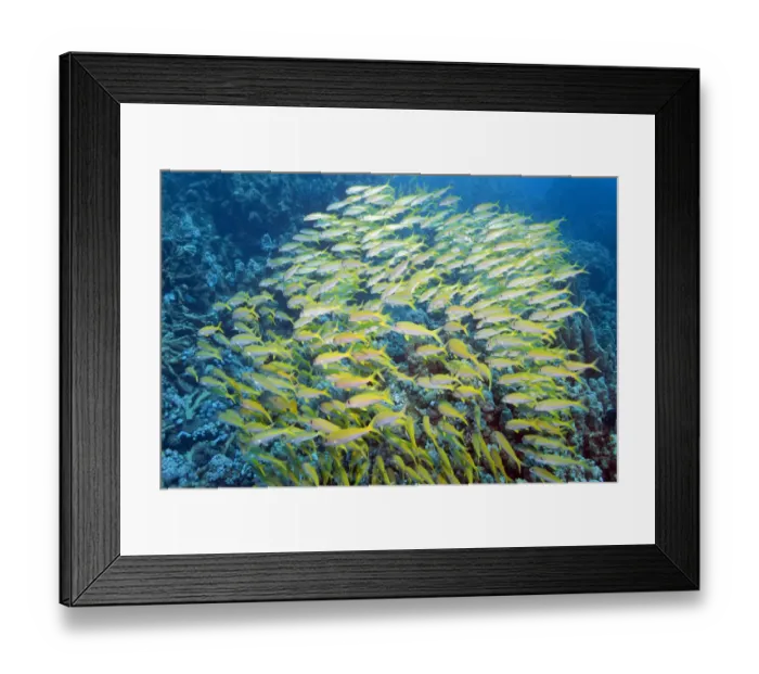 Framed Print : Yellowfin Goatfish (Mulloidichthys vanicolensis), Marsa Alam, Egypt, Africa Framed Print : Yellowfin Goatfish (Mulloidichthys vanicolensis), Marsa Alam, Egypt, Africa