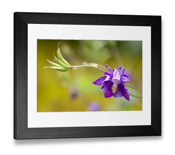 Framed Print : Blue Columbine (Aquilegia) Framed Print : Blue Columbine (Aquilegia)