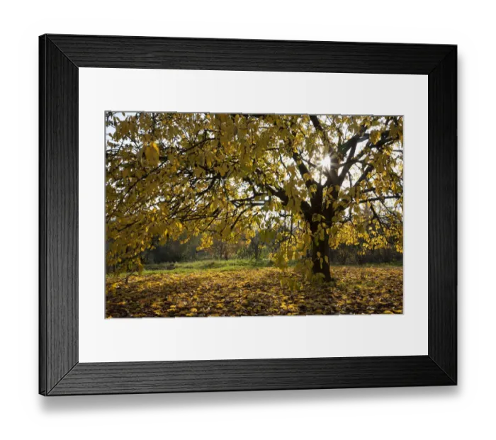 Framed Print : Cherry tree in autumn, Pfalz, Rhineland-Palatinate, Germany, Europe Framed Print : Cherry tree in autumn, Pfalz, Rhineland-Palatinate, Germany, Europe
