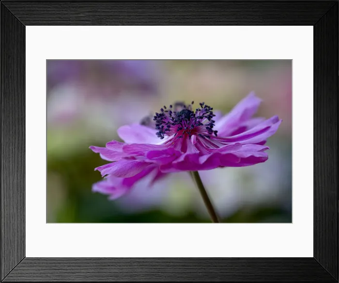 Framed Print : Anemone (Anemone) flower Framed Print : Anemone (Anemone) flower