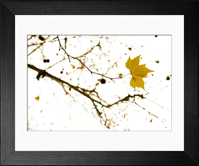 Framed Print : Maple tree (Acer) in winter Framed Print : Maple tree (Acer) in winter