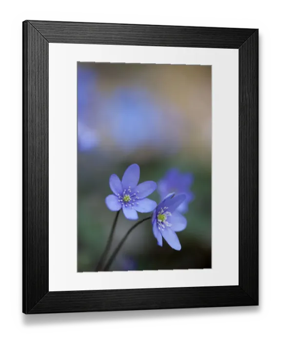 Framed Print : Liverwort (Anemone hepatica), Bavaria, Germany Framed Print : Liverwort (Anemone hepatica), Bavaria, Germany