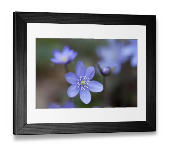 Framed Print : Liverwort (Anemone hepatica), Bavaria, Germany Framed Print : Liverwort (Anemone hepatica), Bavaria, Germany